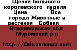 Щенки большого (королевского) пуделя › Цена ­ 25 000 - Все города Животные и растения » Собаки   . Владимирская обл.,Муромский р-н